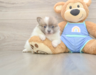 5 week old Pomeranian Puppy For Sale - Seaside Pups