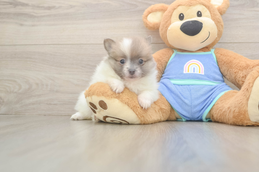 6 week old Pomeranian Puppy For Sale - Seaside Pups