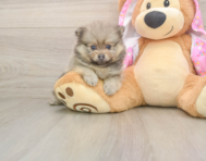 7 week old Pomeranian Puppy For Sale - Seaside Pups