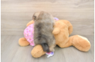 Pomeranian Pup Being Cute