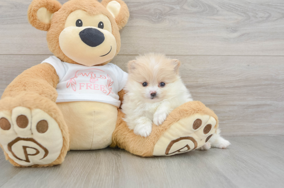 6 week old Pomeranian Puppy For Sale - Seaside Pups