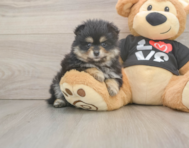 5 week old Pomeranian Puppy For Sale - Seaside Pups