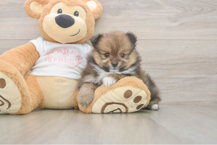 Energetic Pom Pom Purebred Puppy