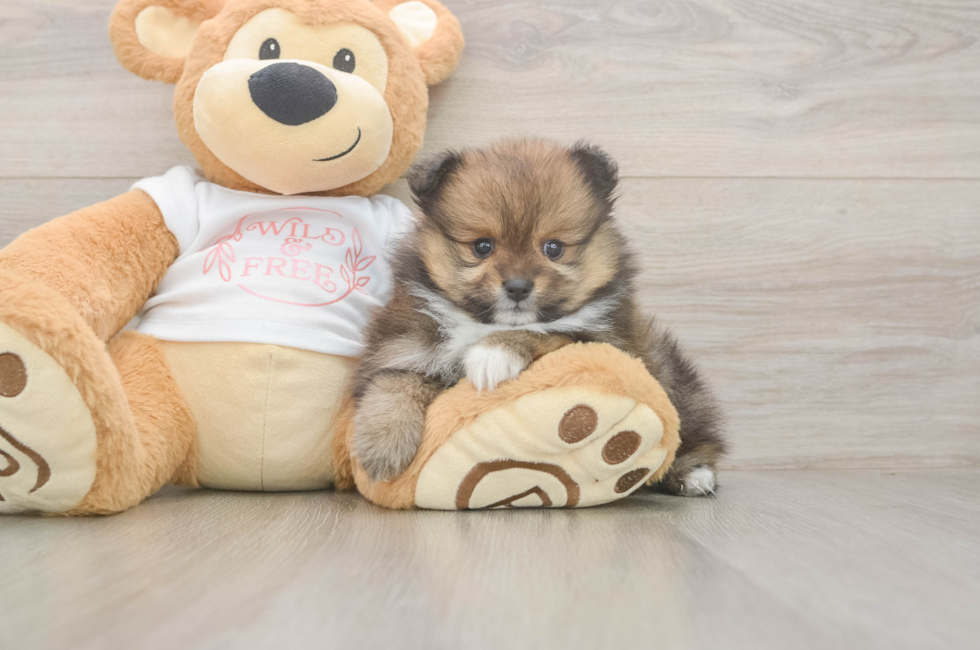 5 week old Pomeranian Puppy For Sale - Seaside Pups