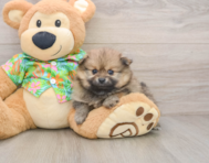 5 week old Pomeranian Puppy For Sale - Seaside Pups