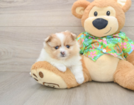 8 week old Pomeranian Puppy For Sale - Seaside Pups