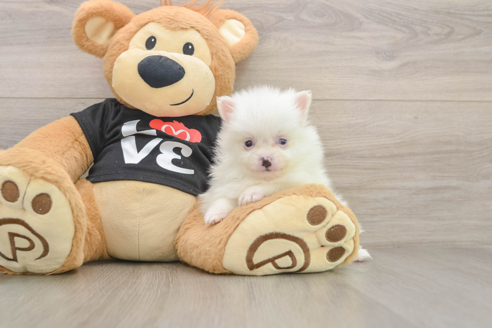 Smart Swergspitz Purebred Puppy