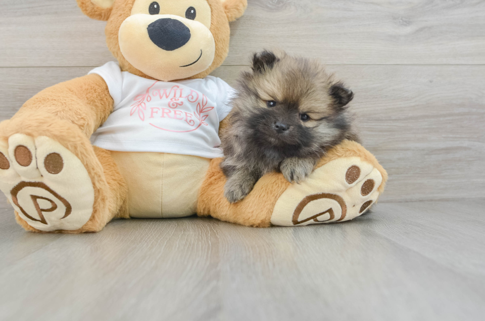 6 week old Pomeranian Puppy For Sale - Seaside Pups