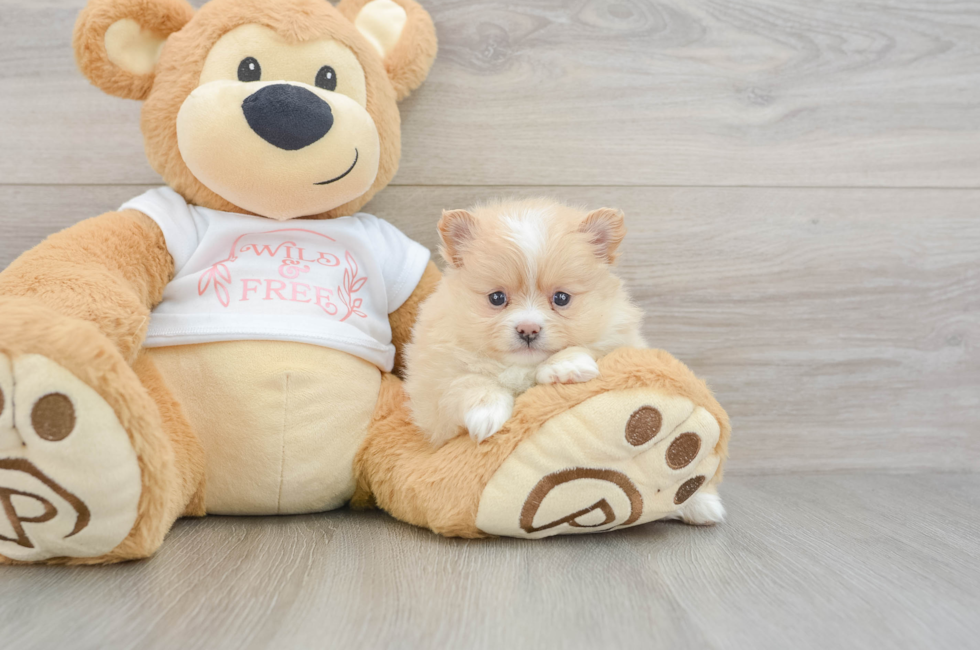 6 week old Pomeranian Puppy For Sale - Seaside Pups
