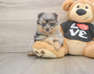 5 week old Pomeranian Puppy For Sale - Seaside Pups