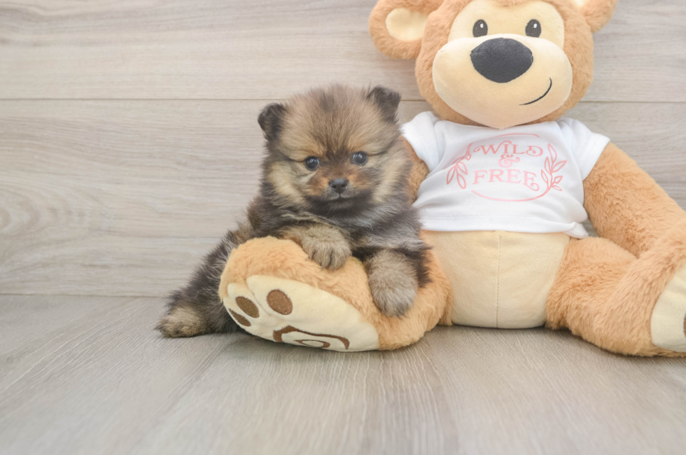 5 week old Pomeranian Puppy For Sale - Seaside Pups