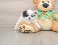 8 week old Pomeranian Puppy For Sale - Seaside Pups