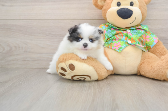 Smart Loulou Purebred Puppy