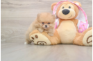 Hypoallergenic Pomeranian Purebred Pup