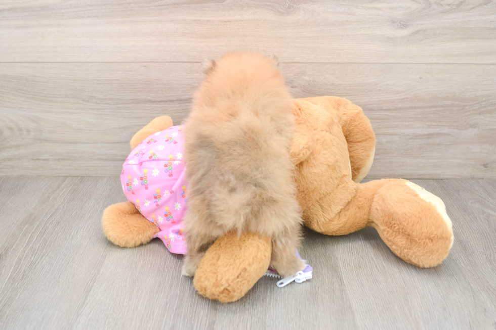 Small Pomeranian Purebred Pup