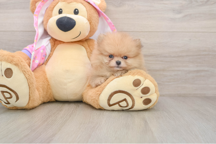 Pomeranian Puppy for Adoption