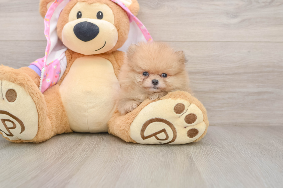 Pomeranian Puppy for Adoption