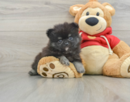 9 week old Pomeranian Puppy For Sale - Seaside Pups