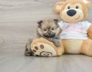 7 week old Pomeranian Puppy For Sale - Seaside Pups