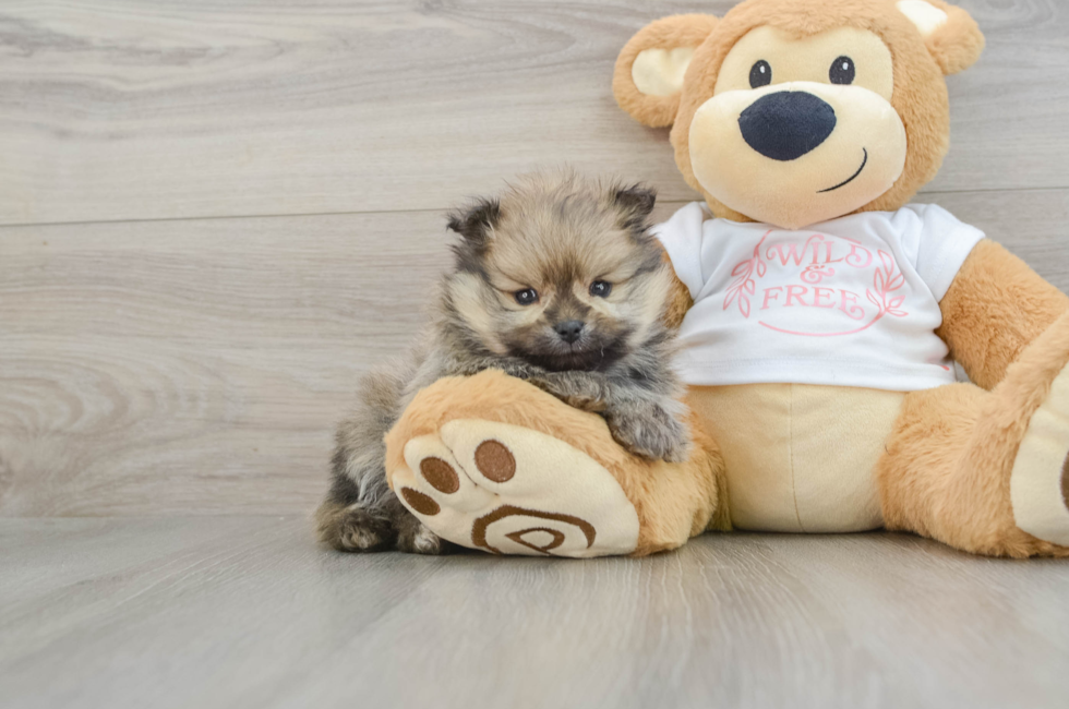 6 week old Pomeranian Puppy For Sale - Seaside Pups