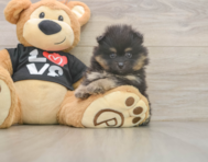 5 week old Pomeranian Puppy For Sale - Seaside Pups