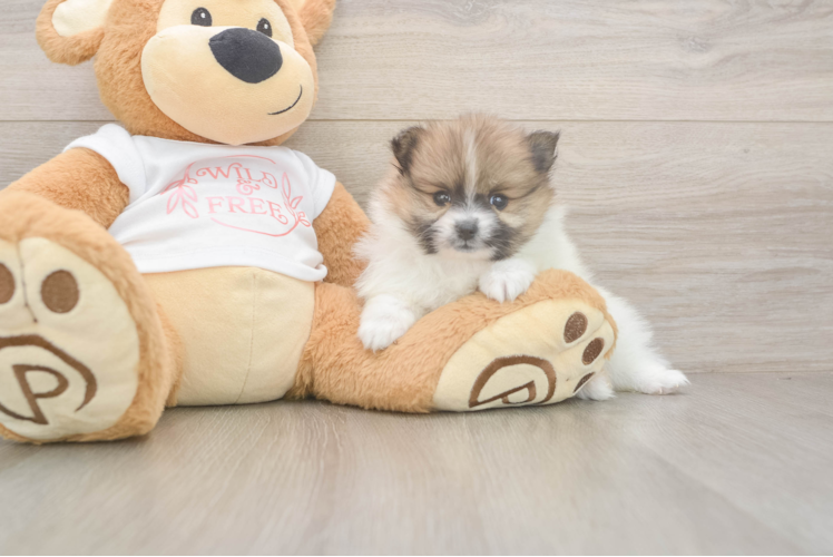 Friendly Pomeranian Purebred Pup