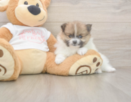 8 week old Pomeranian Puppy For Sale - Seaside Pups