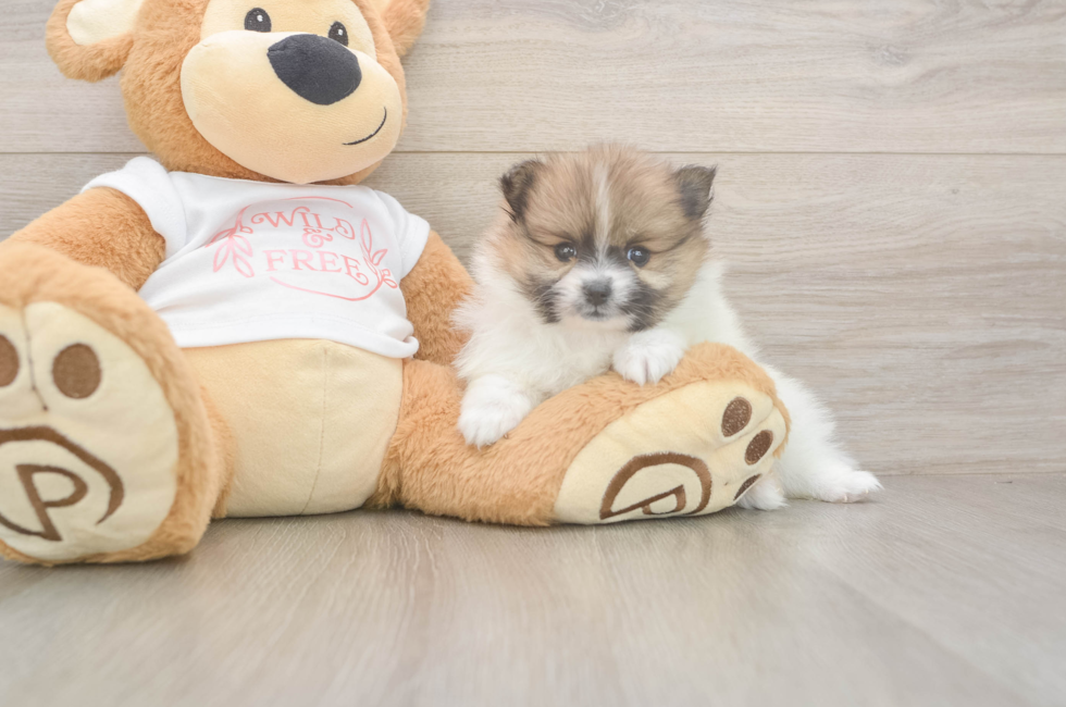 5 week old Pomeranian Puppy For Sale - Seaside Pups