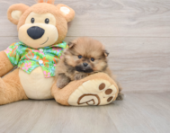 5 week old Pomeranian Puppy For Sale - Seaside Pups