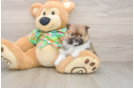 Hypoallergenic Pomeranian Purebred Pup