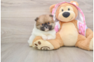 Pomeranian Puppy for Adoption