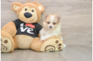 Happy Swergspitz Purebred Puppy