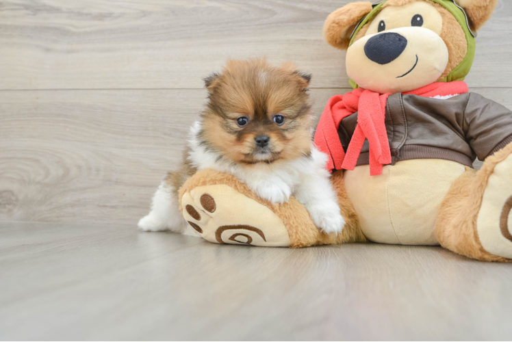 Pomeranian Puppy for Adoption