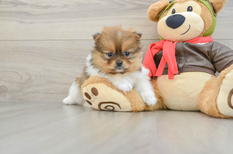 6 week old Pomeranian Puppy For Sale - Seaside Pups
