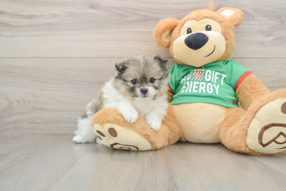 Adorable Dwarf Spitz Purebred Puppy