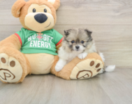 7 week old Pomeranian Puppy For Sale - Seaside Pups