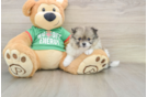 Popular Pomeranian Baby