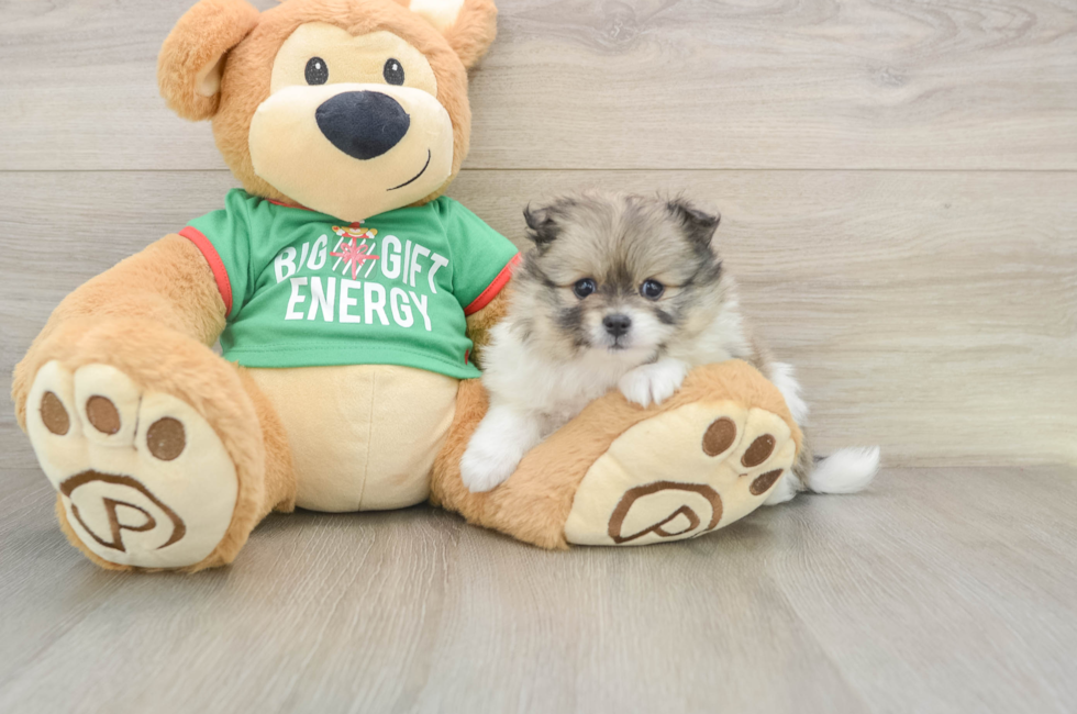 5 week old Pomeranian Puppy For Sale - Seaside Pups