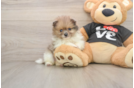 Best Pomeranian Baby