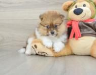 7 week old Pomeranian Puppy For Sale - Seaside Pups
