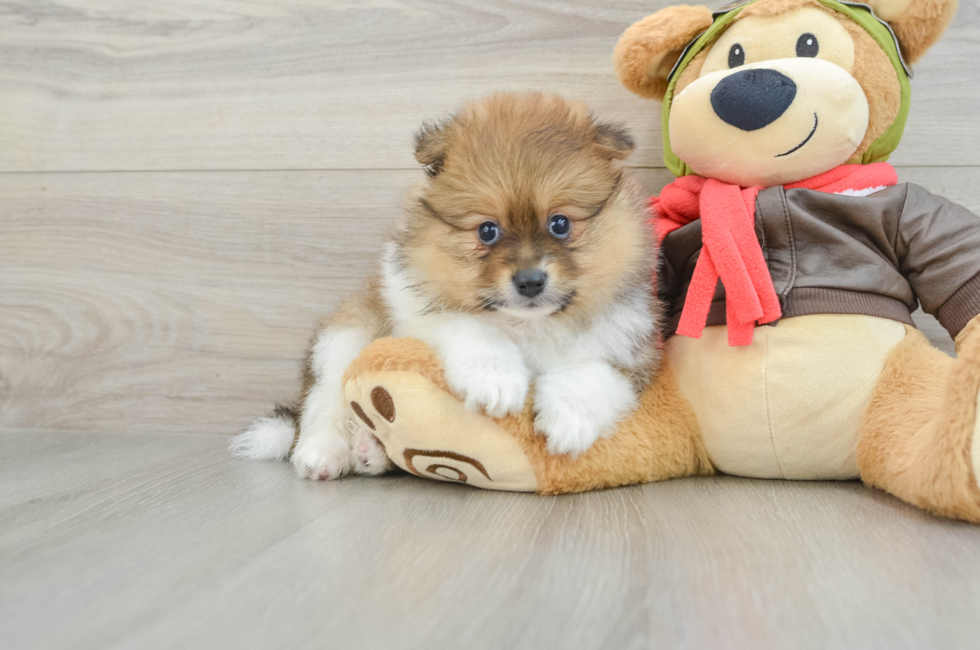 6 week old Pomeranian Puppy For Sale - Seaside Pups