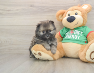 6 week old Pomeranian Puppy For Sale - Seaside Pups