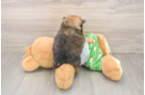 Best Pomeranian Baby