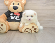 8 week old Pomeranian Puppy For Sale - Seaside Pups