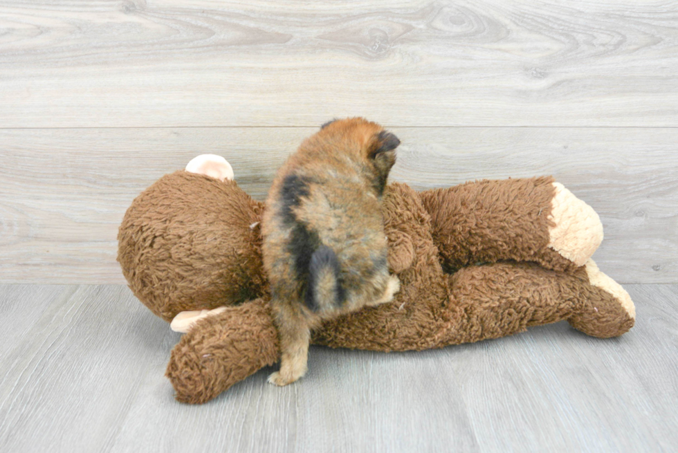 Best Pomeranian Baby