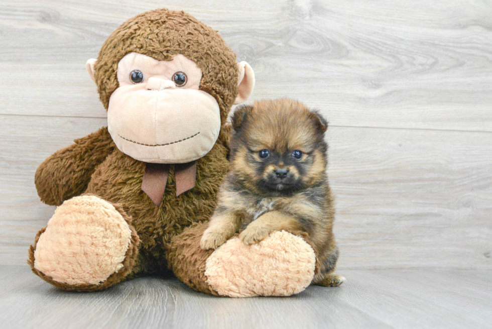 Small Pomeranian Baby