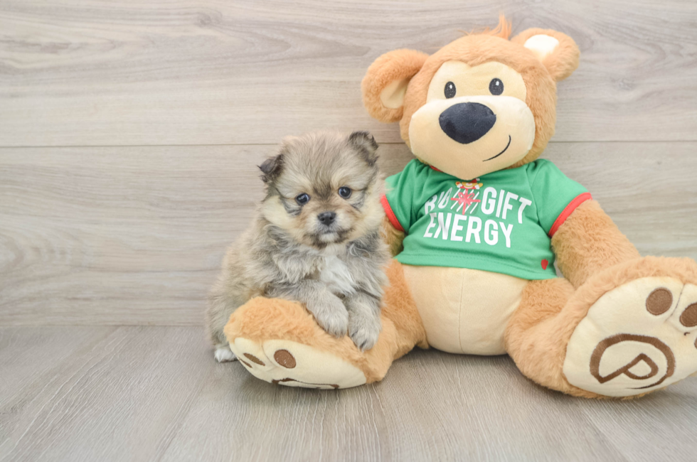 5 week old Pomeranian Puppy For Sale - Seaside Pups