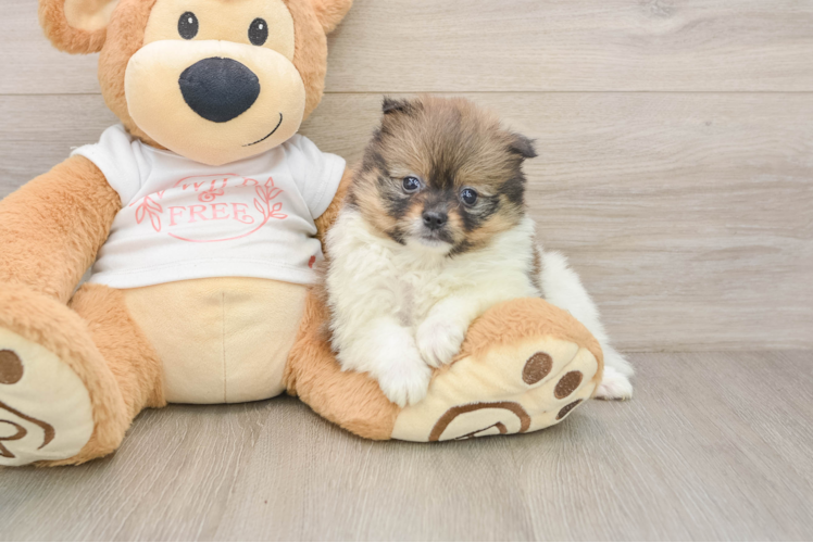 Pomeranian Pup Being Cute