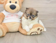 9 week old Pomeranian Puppy For Sale - Seaside Pups