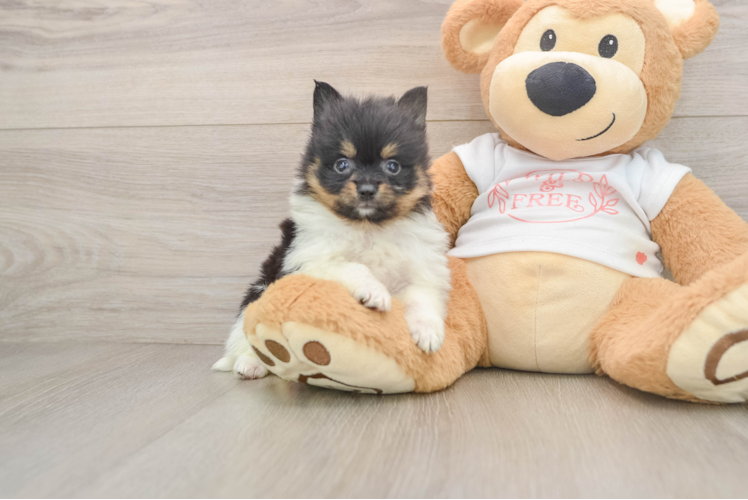 Popular Pomeranian Purebred Pup